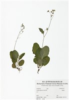 藏品(黃鵪菜)的圖片